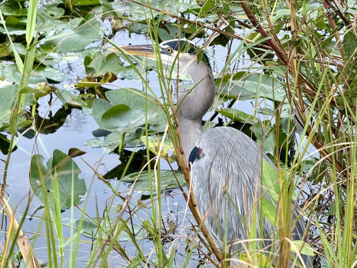 Everglades National Park — 1 Day, Kid Friendly Itinerary