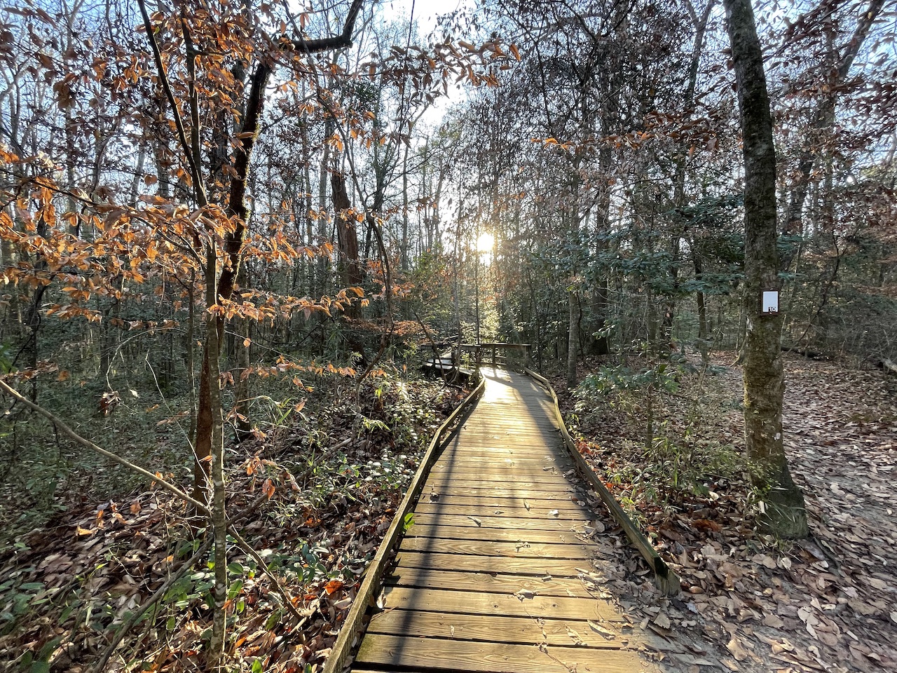2 National Parks in 2 Days – Great Smoky Mountains National Park & Congaree National Park Road Trip
