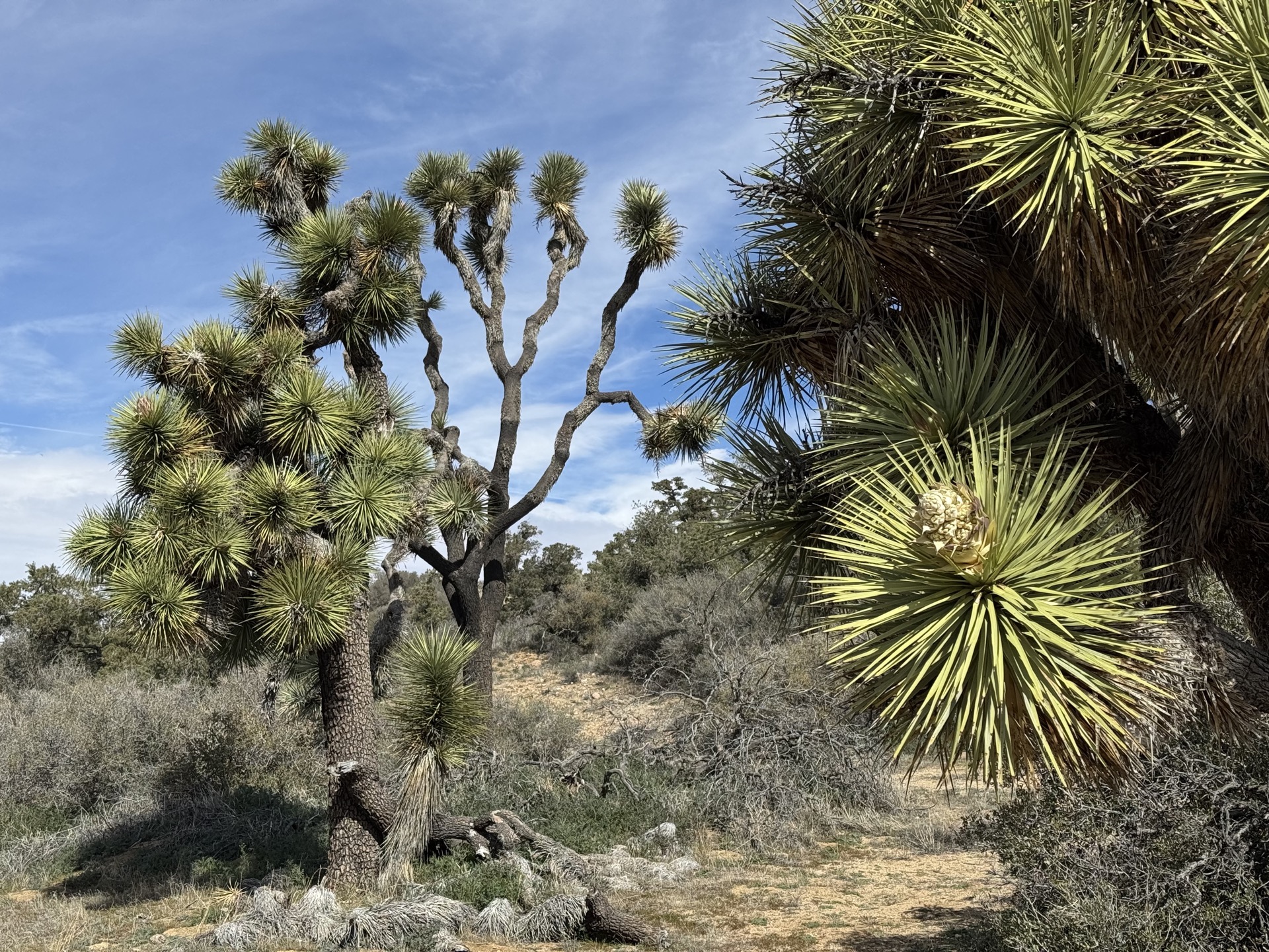 A Perfect Day at Joshua Tree National Park (With Map)